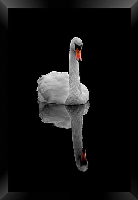 Mute swan Framed Print by Macrae Images