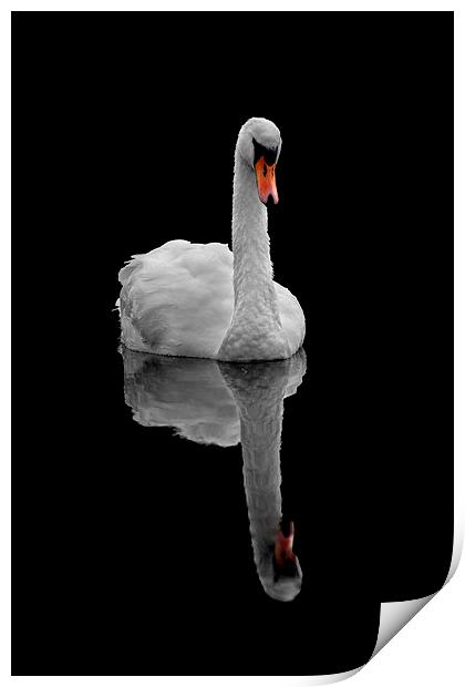 Mute swan Print by Macrae Images