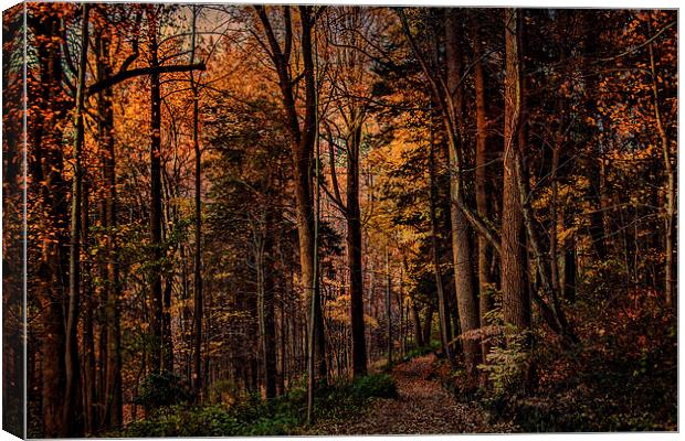 Woodland Trail in Autumn Canvas Print by Chris Lord