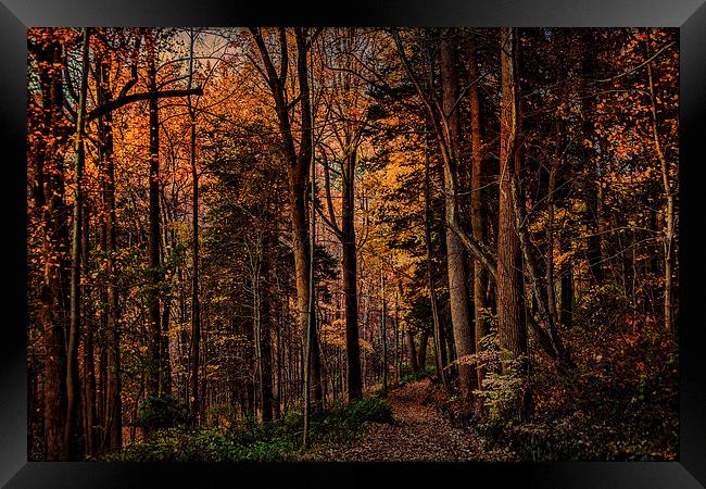 Woodland Trail in Autumn Framed Print by Chris Lord