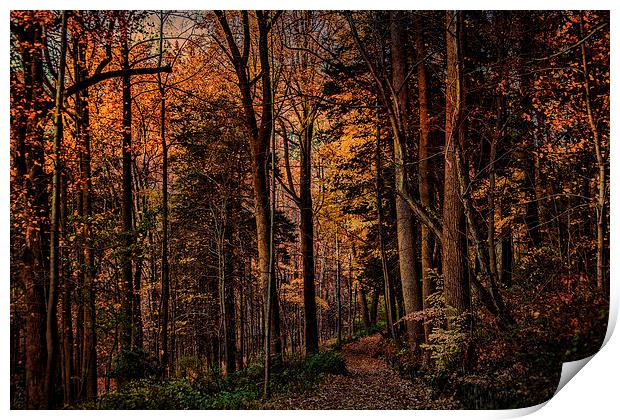 Woodland Trail in Autumn Print by Chris Lord