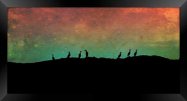 cormorants - Northern Lights Framed Print by Heather Newton