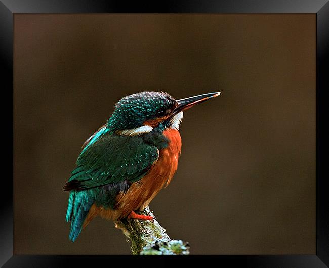 Kingfisher Framed Print by Paul Scoullar