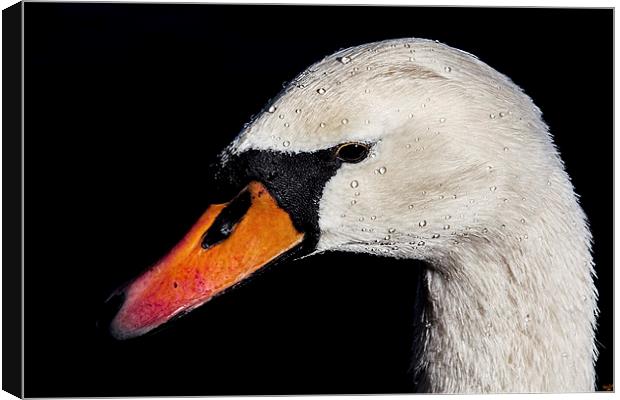 Portrait of a Swan Canvas Print by Chris Lord