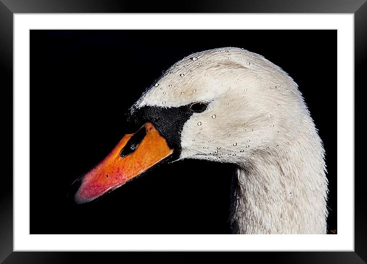 Portrait of a Swan Framed Mounted Print by Chris Lord