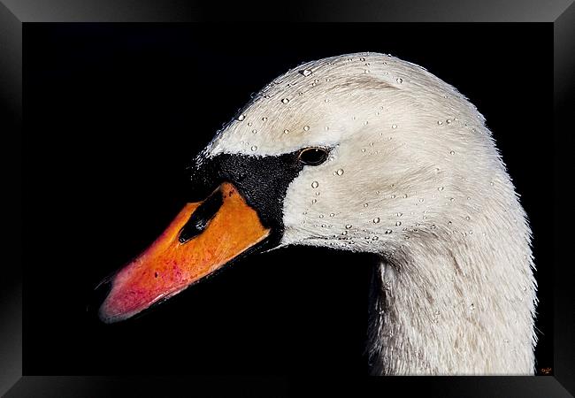 Portrait of a Swan Framed Print by Chris Lord