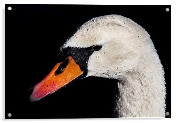Portrait of a Swan Acrylic by Chris Lord