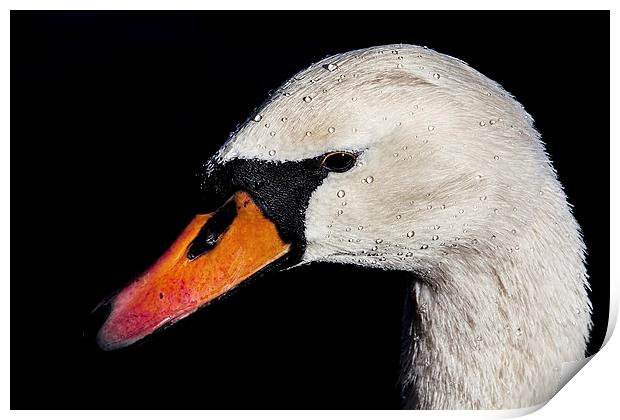 Portrait of a Swan Print by Chris Lord