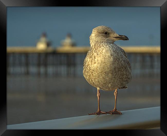 Gull Framed Print by Victor Burnside