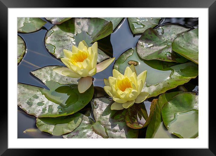 Yellow Water Lilies Framed Mounted Print by Keith Douglas