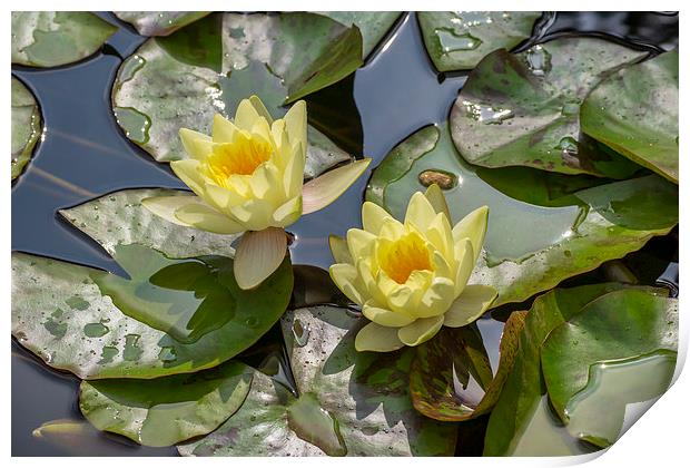 Yellow Water Lilies Print by Keith Douglas