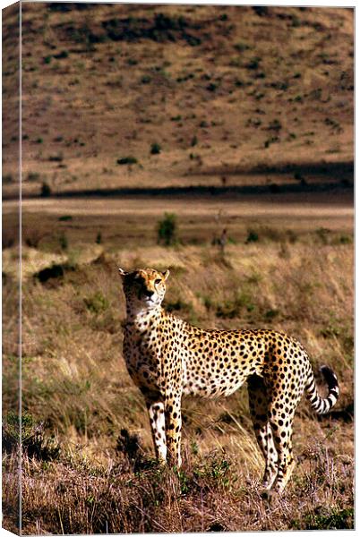 JST2820 loan cheetah Canvas Print by Jim Tampin