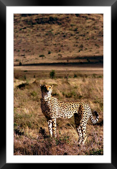 JST2820 loan cheetah Framed Mounted Print by Jim Tampin