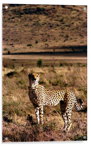 JST2820 loan cheetah Acrylic by Jim Tampin