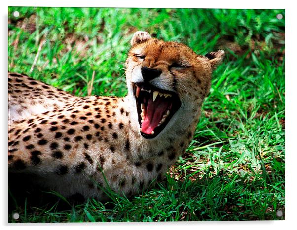 JST2819 wild yawn Acrylic by Jim Tampin