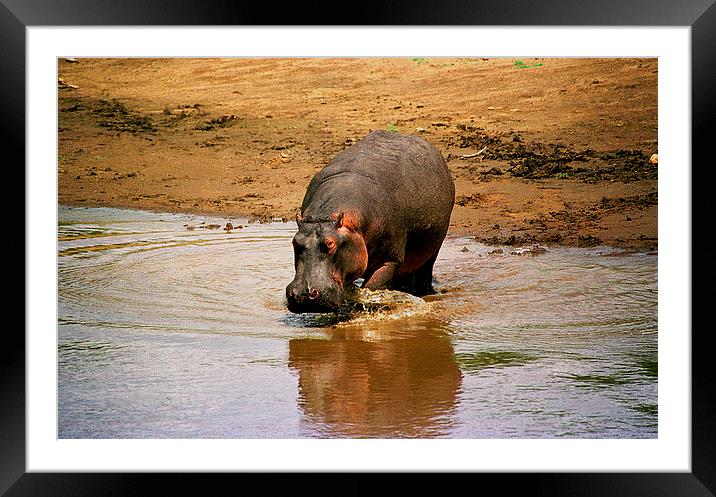 JST2818 Hippo returns to River Mara Framed Mounted Print by Jim Tampin
