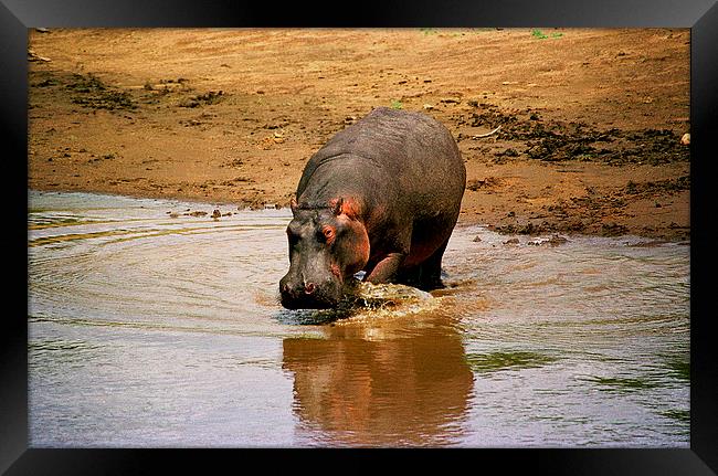 JST2818 Hippo returns to River Mara Framed Print by Jim Tampin
