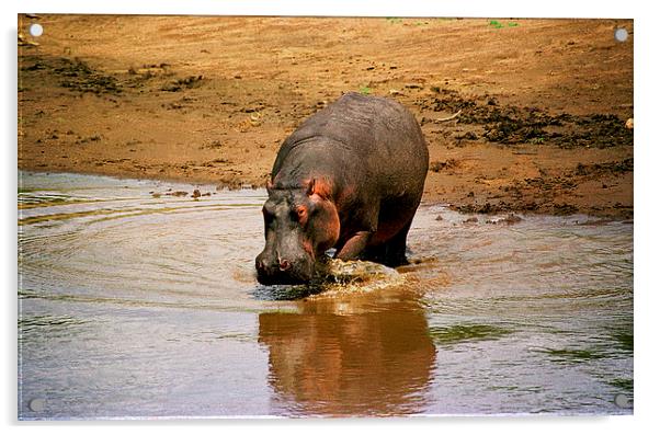 JST2818 Hippo returns to River Mara Acrylic by Jim Tampin