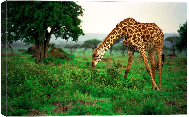 JST2817 Masai Giraffe feeding Canvas Print by Jim Tampin