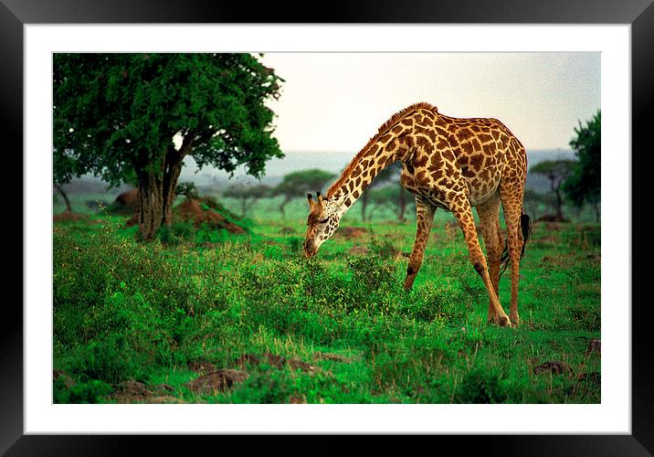 JST2817 Masai Giraffe feeding Framed Mounted Print by Jim Tampin