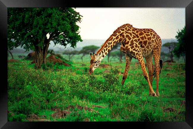 JST2817 Masai Giraffe feeding Framed Print by Jim Tampin