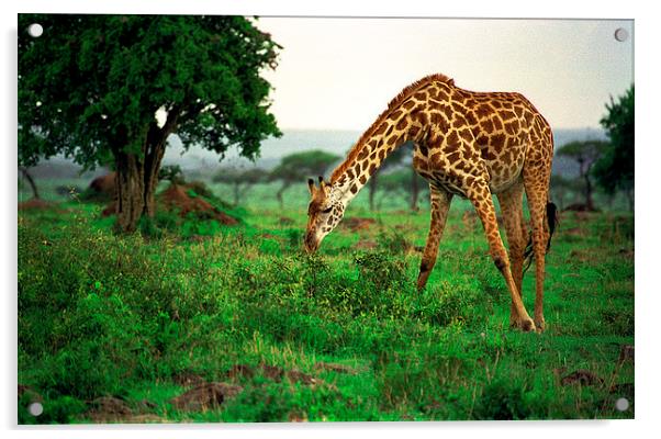 JST2817 Masai Giraffe feeding Acrylic by Jim Tampin