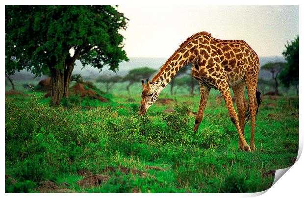 JST2817 Masai Giraffe feeding Print by Jim Tampin