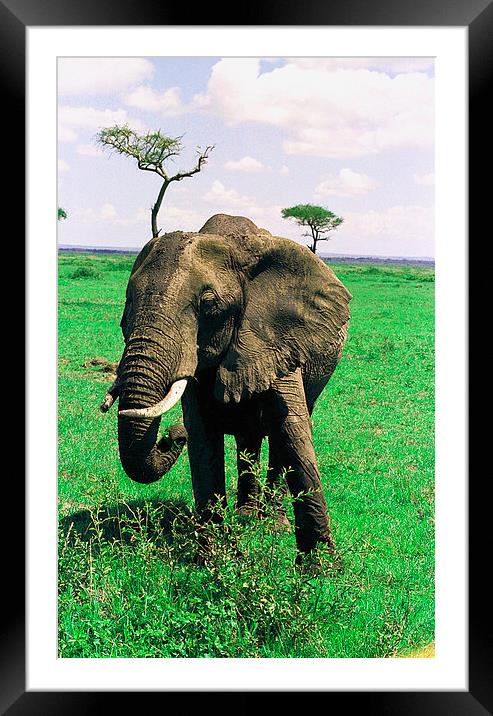JST2816 female elephant, Masai Mara Framed Mounted Print by Jim Tampin