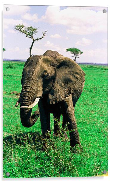 JST2816 female elephant, Masai Mara Acrylic by Jim Tampin