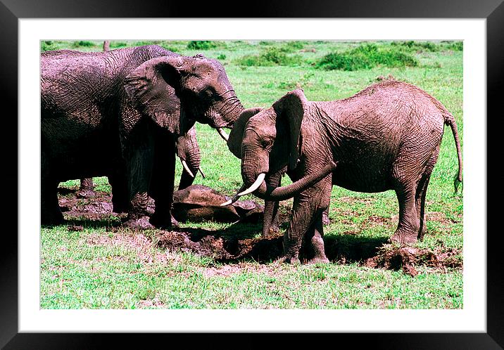 JST2815 elephant mud bath Framed Mounted Print by Jim Tampin