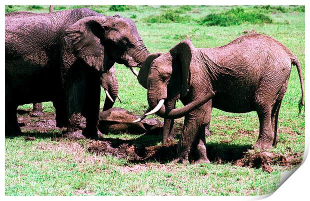JST2815 elephant mud bath Print by Jim Tampin