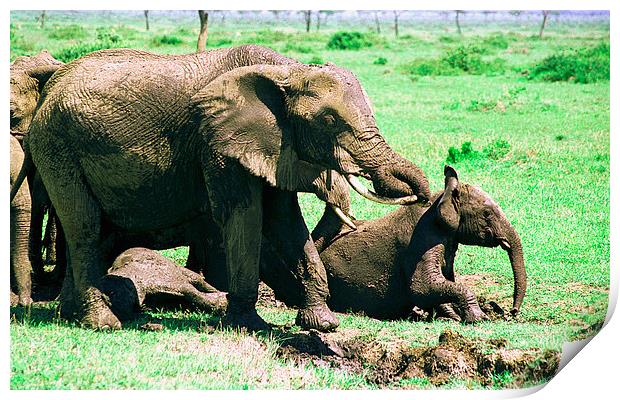 JST2814 mud bathing elephants Print by Jim Tampin