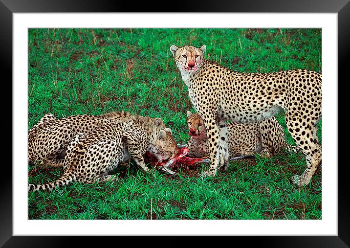 JST2813 Cheetah breakfast Framed Mounted Print by Jim Tampin