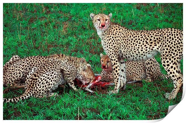 JST2813 Cheetah breakfast Print by Jim Tampin