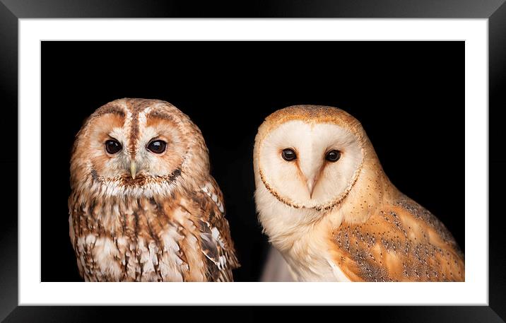 Tawny Owl and Barn Owl Framed Mounted Print by Philip Pound