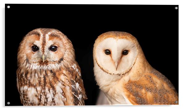 Tawny Owl and Barn Owl Acrylic by Philip Pound