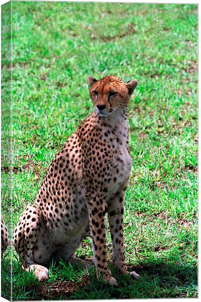 JST2811 Cheetah finding shade Canvas Print by Jim Tampin