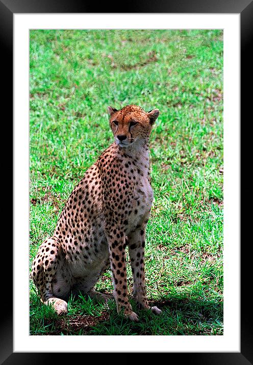 JST2811 Cheetah finding shade Framed Mounted Print by Jim Tampin