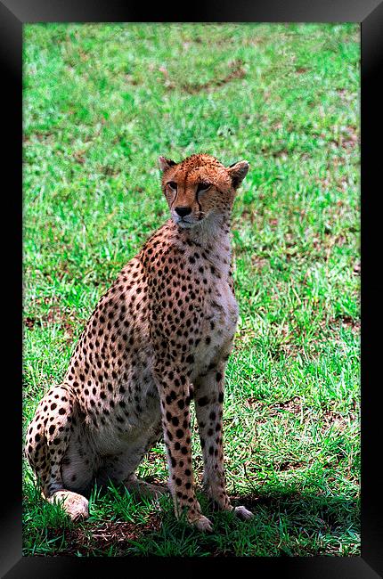 JST2811 Cheetah finding shade Framed Print by Jim Tampin