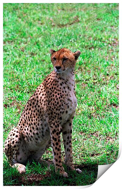 JST2811 Cheetah finding shade Print by Jim Tampin