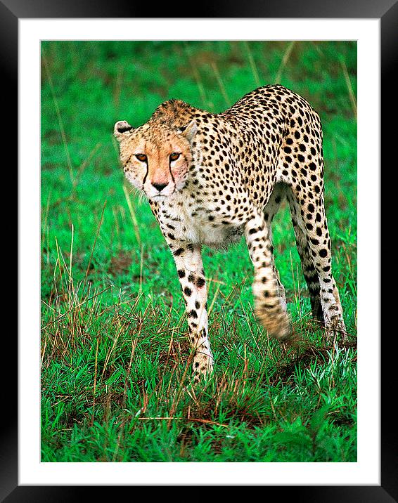 JST2810 Early morning cheetah Framed Mounted Print by Jim Tampin
