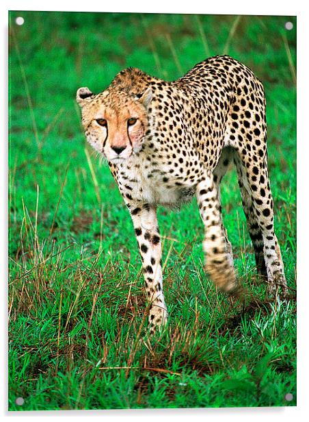 JST2810 Early morning cheetah Acrylic by Jim Tampin