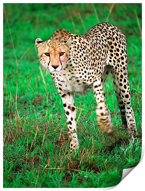 JST2810 Early morning cheetah Print by Jim Tampin