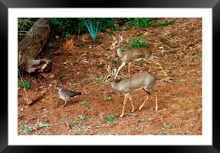 JST2807 Kirks Dik-dik Framed Mounted Print by Jim Tampin