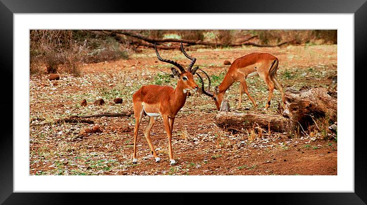 JST2806 Male Impala,Samburu District Framed Mounted Print by Jim Tampin
