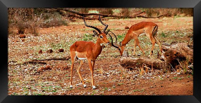 JST2806 Male Impala,Samburu District Framed Print by Jim Tampin