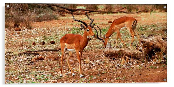 JST2806 Male Impala,Samburu District Acrylic by Jim Tampin