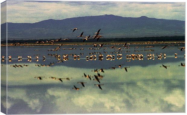 JST2804 Lesser Flamingoes Canvas Print by Jim Tampin