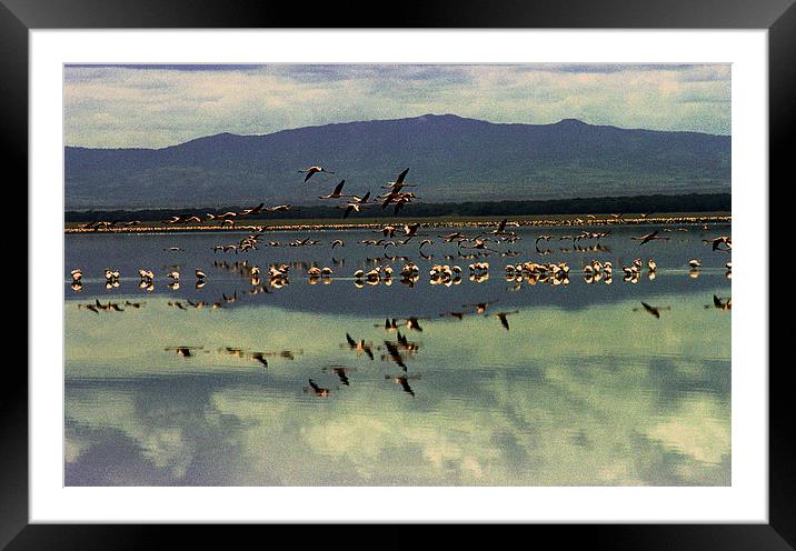 JST2804 Lesser Flamingoes Framed Mounted Print by Jim Tampin