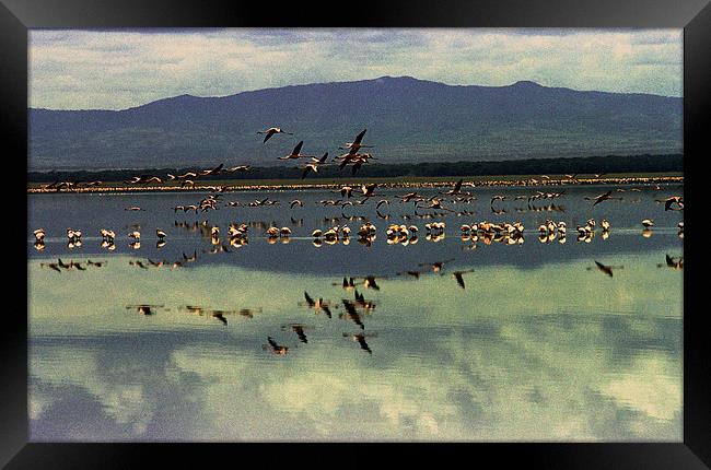 JST2804 Lesser Flamingoes Framed Print by Jim Tampin